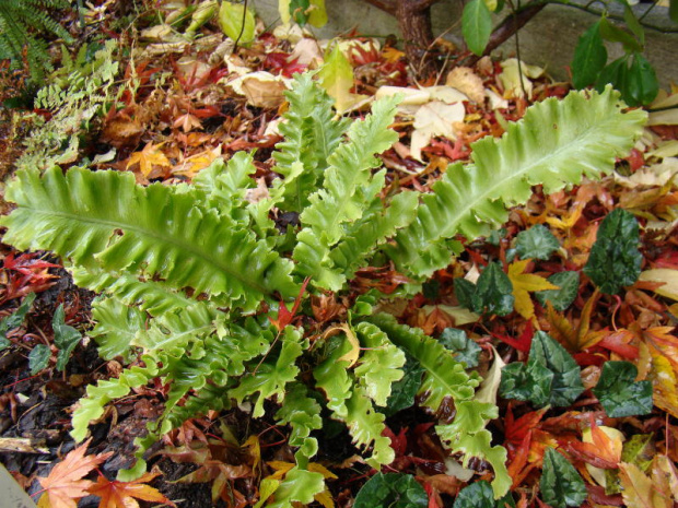 Phyllitis scolopendrium 'Undulata'