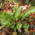 Phyllitis scolopendrium 'Undulata'