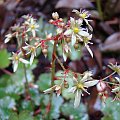 Saxifraga cortusifolia 'Blackberry and Apple Pie'