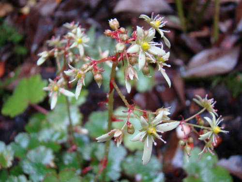 Saxifraga cortusifolia 'Blackberry and Apple Pie'