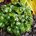 Saxifraga 'Cheap Confections'