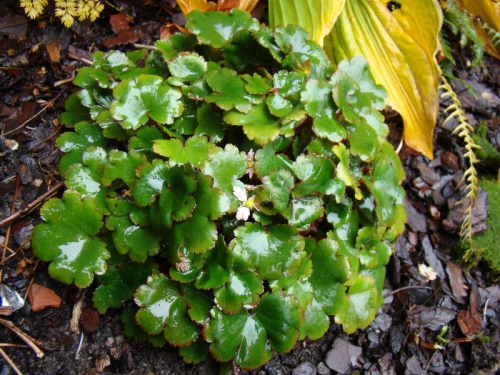 Saxifraga 'Cheap Confections'