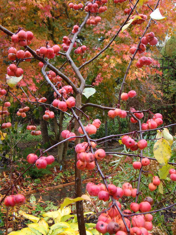 Malus x purpurea 'Ola'