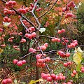 Malus x purpurea 'Ola'