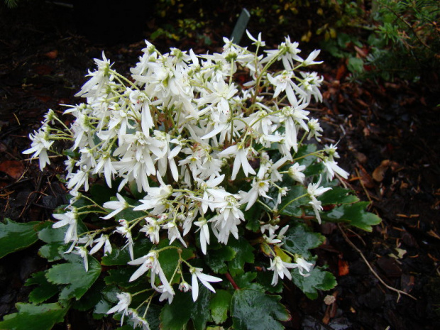 Saxifraga fortunei 'Shiranami'