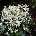 Saxifraga fortunei 'Shiranami'