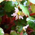 Saxifraga 'Cheap Confections'