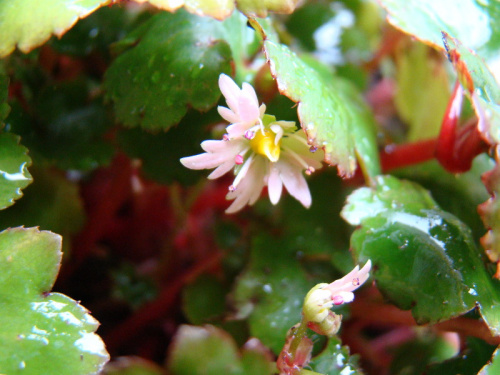 Saxifraga 'Cheap Confections'