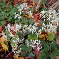 Saxifraga fortunei