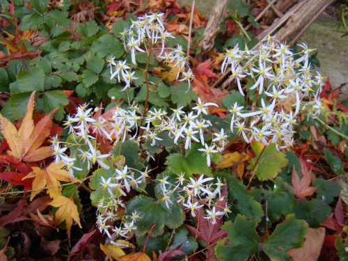 Saxifraga fortunei