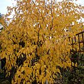 Betula 'Hoseri'