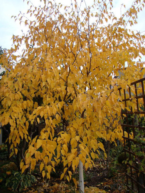 Betula 'Hoseri'