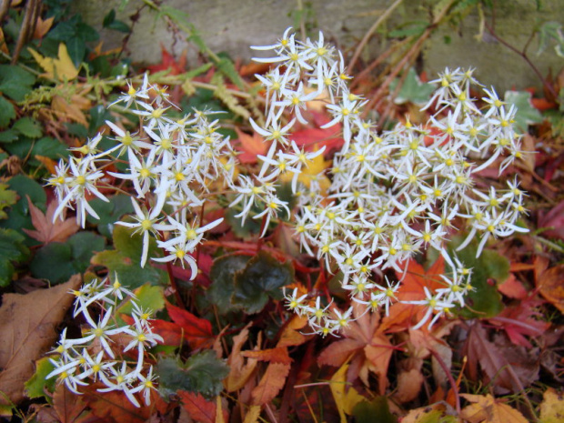 Saxifraga fortunei 'Rubrifolia'