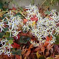 Saxifraga fortunei 'Rubrifolia'