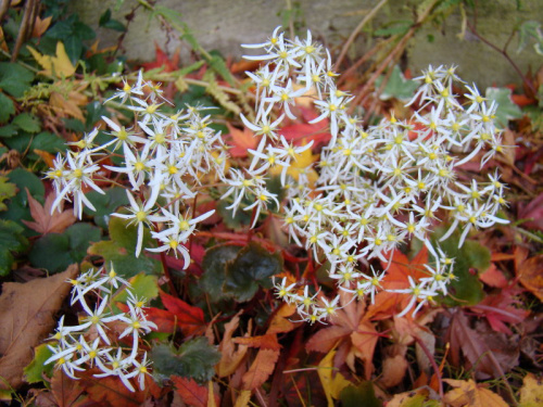 Saxifraga fortunei 'Rubrifolia'