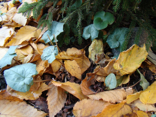 Cyclamen hederifolium