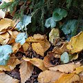 Cyclamen hederifolium