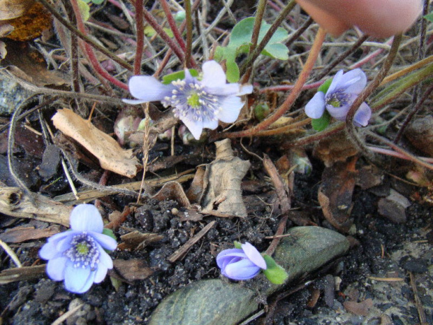 Hepatica transsylvanica