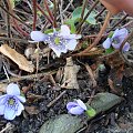 Hepatica transsylvanica