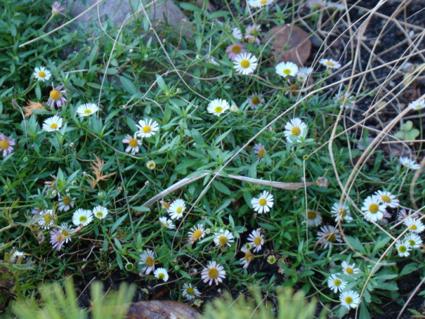 Erigeron karvinskianus