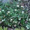 Erigeron karvinskianus