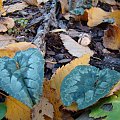 Cyclamen hederifolium