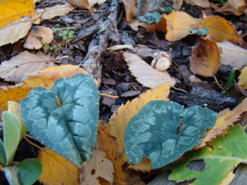 Cyclamen hederifolium