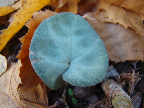 Cyclamen coum