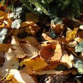 Cyclamen hederifolium