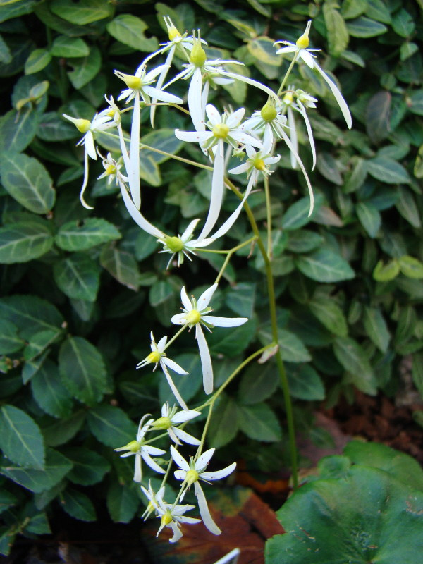 Saxifraga Cortusifolia var. fortunei 'Maigrün'