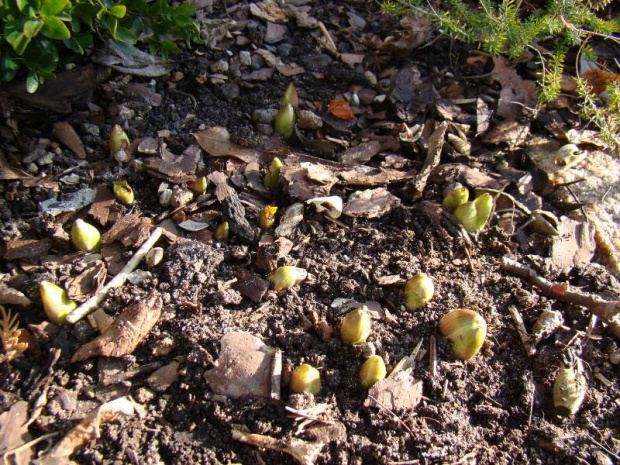 Adonis amurensis