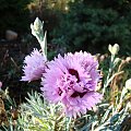 Dianthus x 'aspberry Surprise'