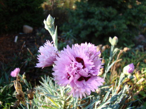 Dianthus x 'aspberry Surprise'