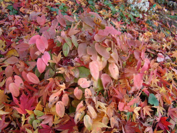 Epimedium x youngianum 'Roseum'