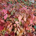 Epimedium x youngianum 'Roseum'