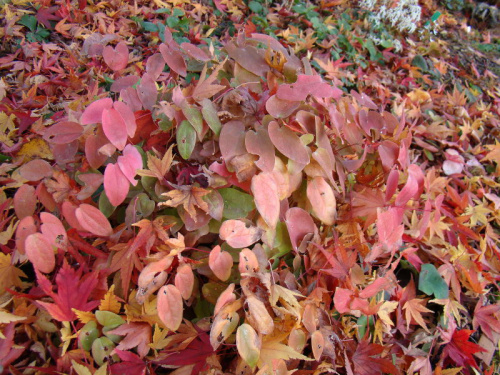 Epimedium x youngianum 'Roseum'