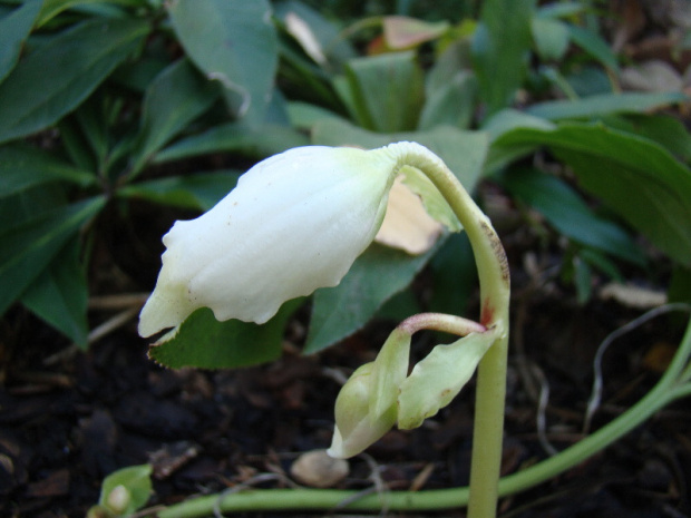 Helleborus niger