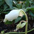 Helleborus niger