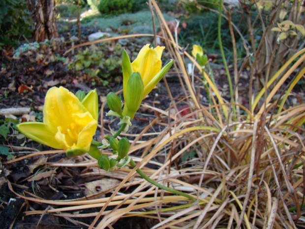 Hemerocallis 'Stella d'Oro'