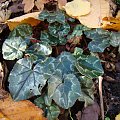 Cyclamen hederifolium 'Ive Ice Purple'