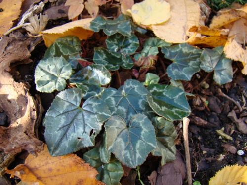 Cyclamen hederifolium 'Ive Ice Purple'