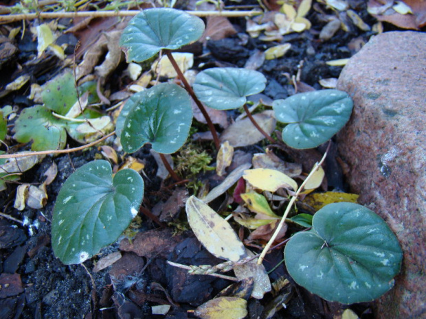 Cyclamen coum