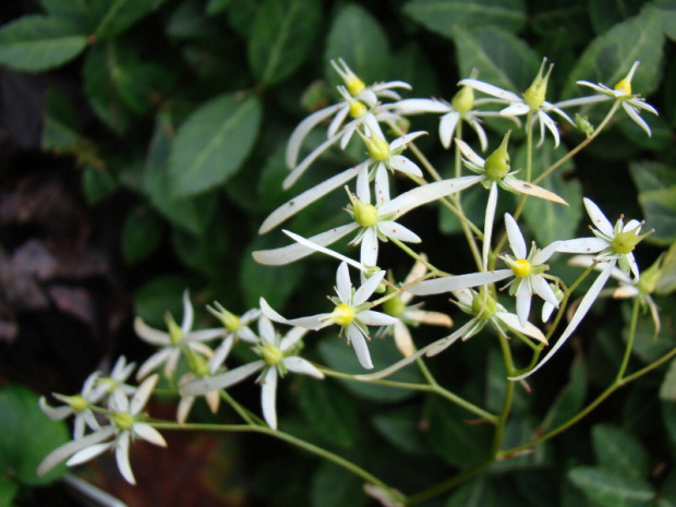 Saxifraga Cortusifolia var. fortunei 'Maigrün'