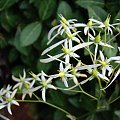 Saxifraga Cortusifolia var. fortunei 'Maigrün'