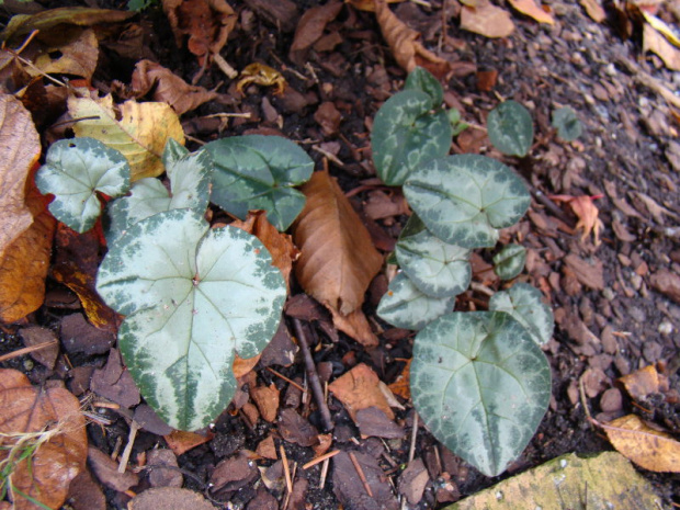 Cyclamen hederifolium