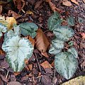 Cyclamen hederifolium