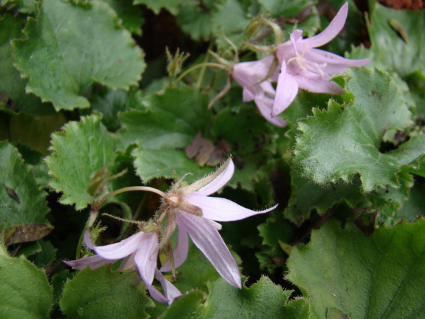 Campanula poscharskyana