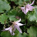 Campanula poscharskyana