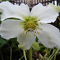 Helleborus niger