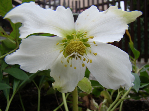 Helleborus niger